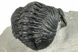 Bargain, Curled Pedinopariops Trilobite - Mrakib, Morocco #287700-2